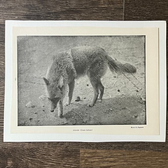 None and/or Unknown Other - Antique Coyote Canis Latrans A.R. Dugmore 6x9 Art Print V2